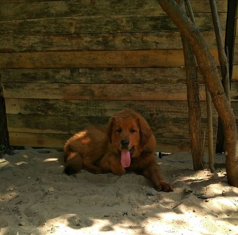 Toska  - Tybetan który będzie wiernym towarzyszem ?