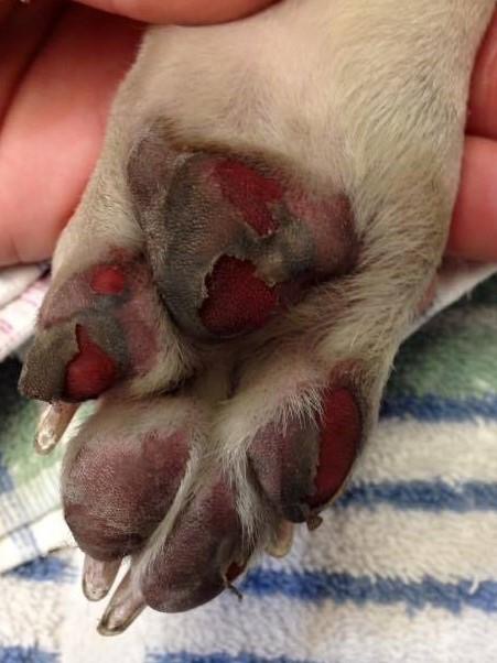 Uwaga w trakcie upałów na łapy Waszch psiaków ?