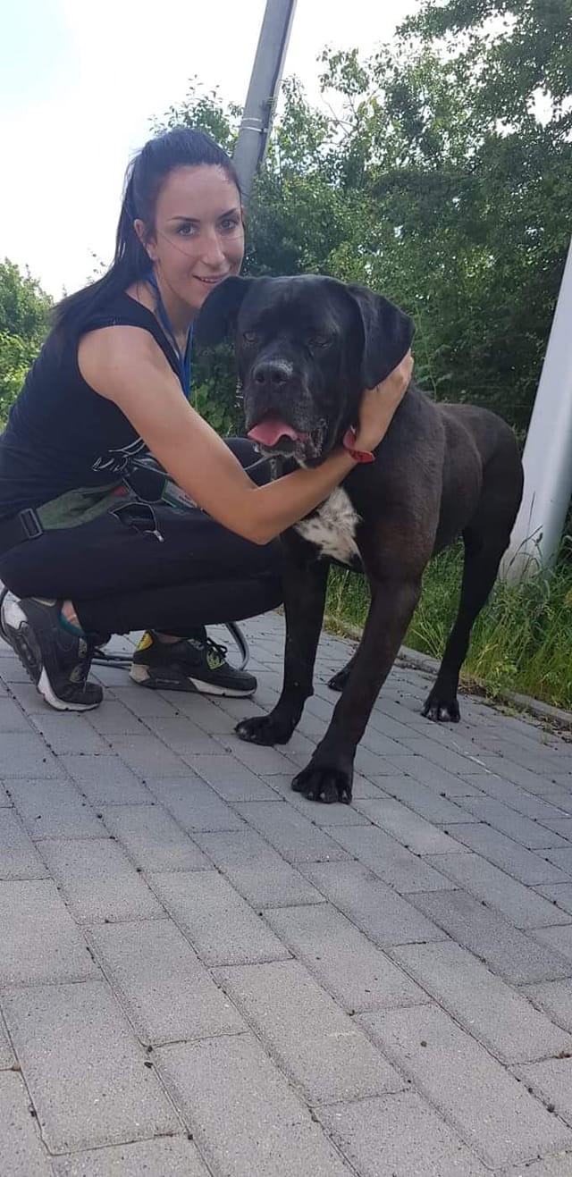 Schronisko na Paluchu w Warszawie - taki cudowny psiak czeka w typie cc ? 