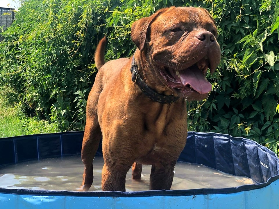 Nasz fundacyjny Śliniak , czyli Szczena nadal szuka domku.