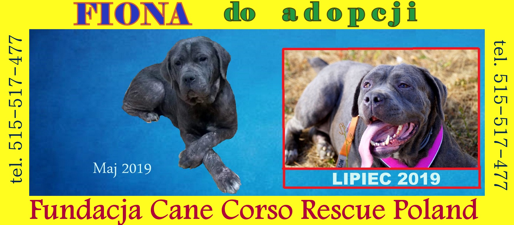 Nasze "małe-wielkie" metamorfozy.  Fiona poleca się do adopcji. 