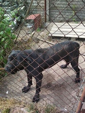 Drodzy trudna decyzja -pomóc ? Tylko czy podołamy ... ?