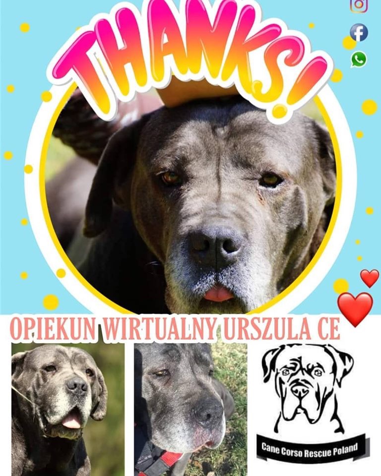 Zostań opiekunem wirtualnym ?