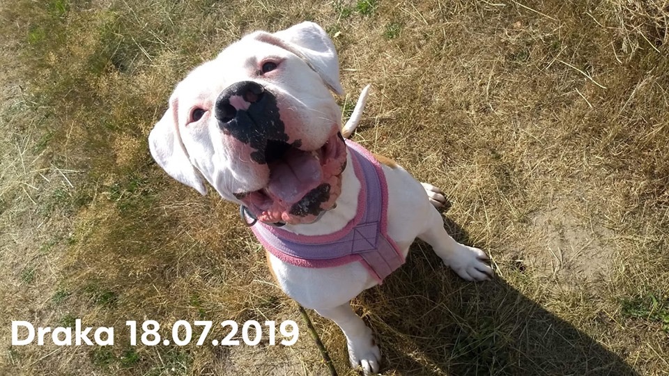 Wielka draka na dzielnicy !  przyjechała Draka ❤️ 