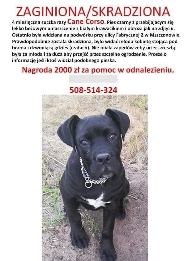 Taki malec został skradziony !? możesz ktoś rozpozna ?