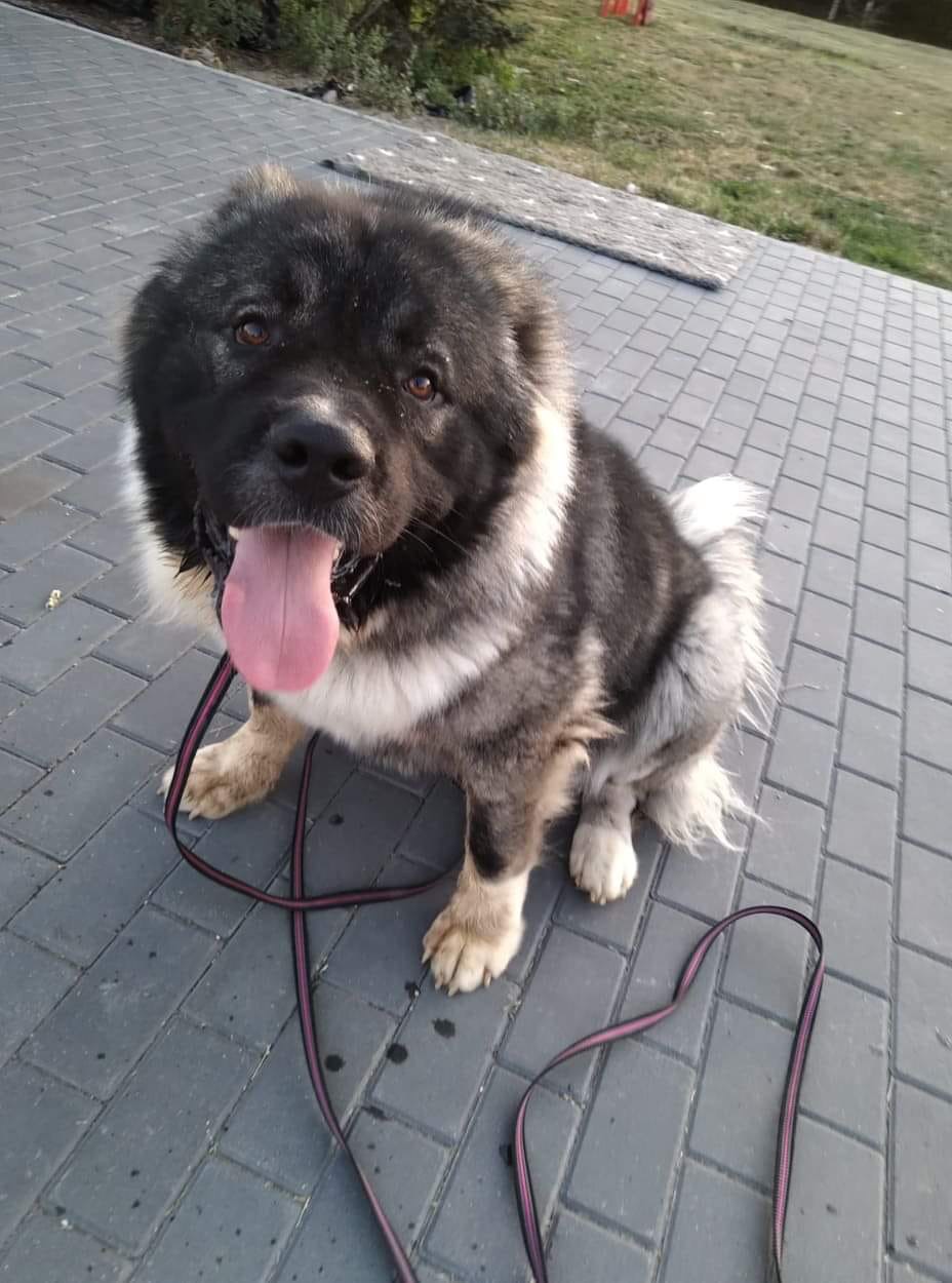 Bohun pojawił się w naszych progach ?