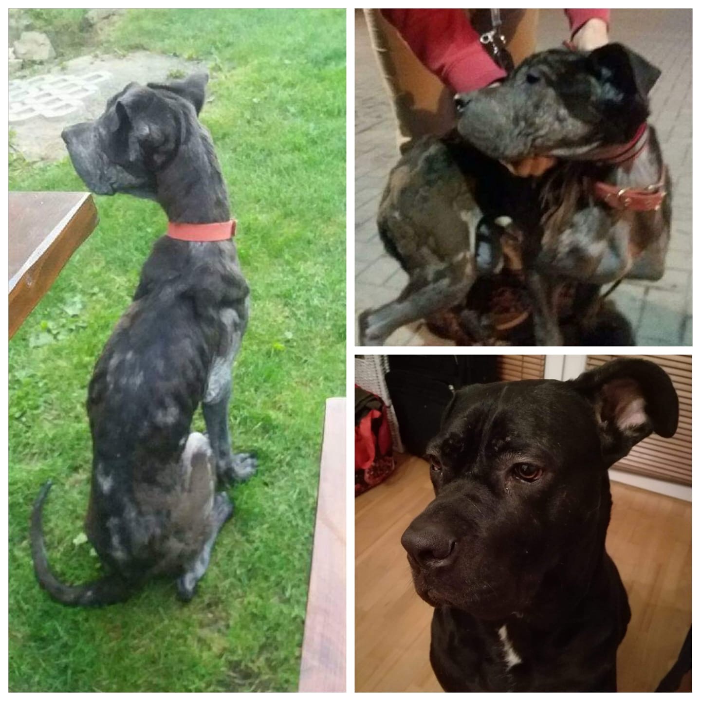 Maximus nasz waleczny gladiator - to już dwa lata ❤️❤️❤️