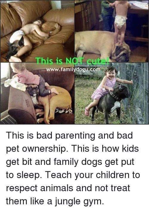 Wiemy że dzieci kochają zwierzęta ale musi to być miłość „ pod kontrolą „ Was jako dorosłych ?