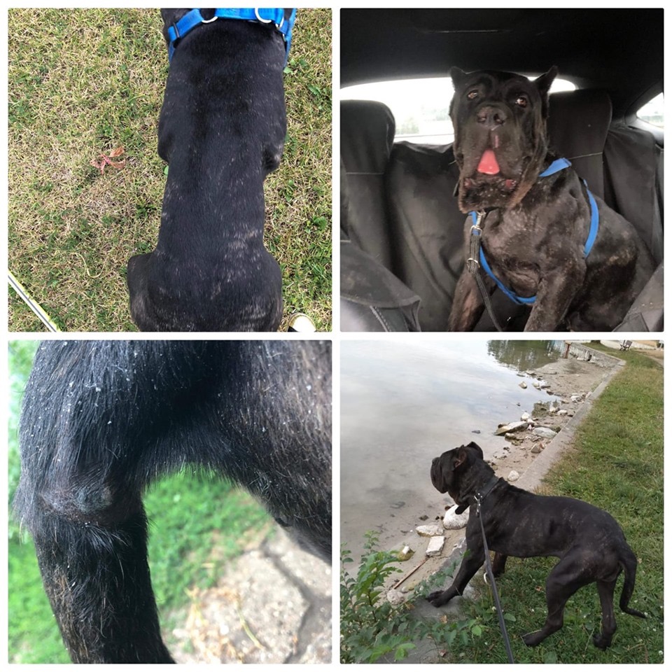 Nowy miesiąc , nowa nadzieja , nowa sunia u nas ?ach serce się rozpada na milion kawałków 