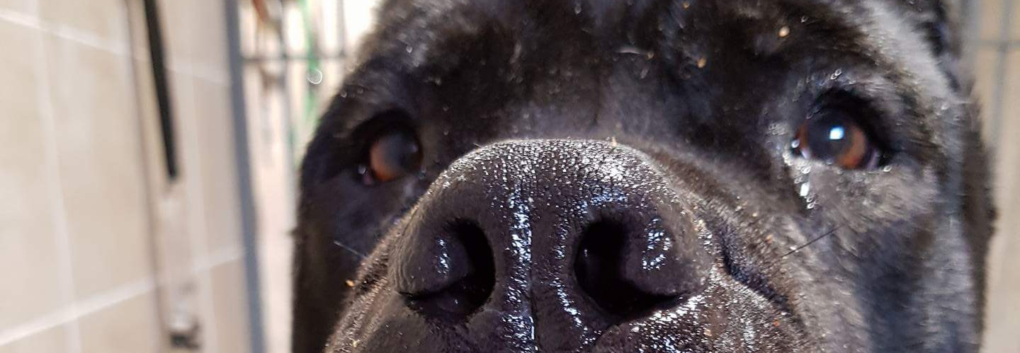 Prosimy o pomoc na hotelowanie psiaków ?