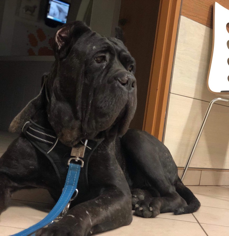 Lexi - nasza Mysia - Pysia co ma słodkie fafelki ? ludkowie ustawiajcie się w kolejce po tego psiego anioła ❤️❤️❤️