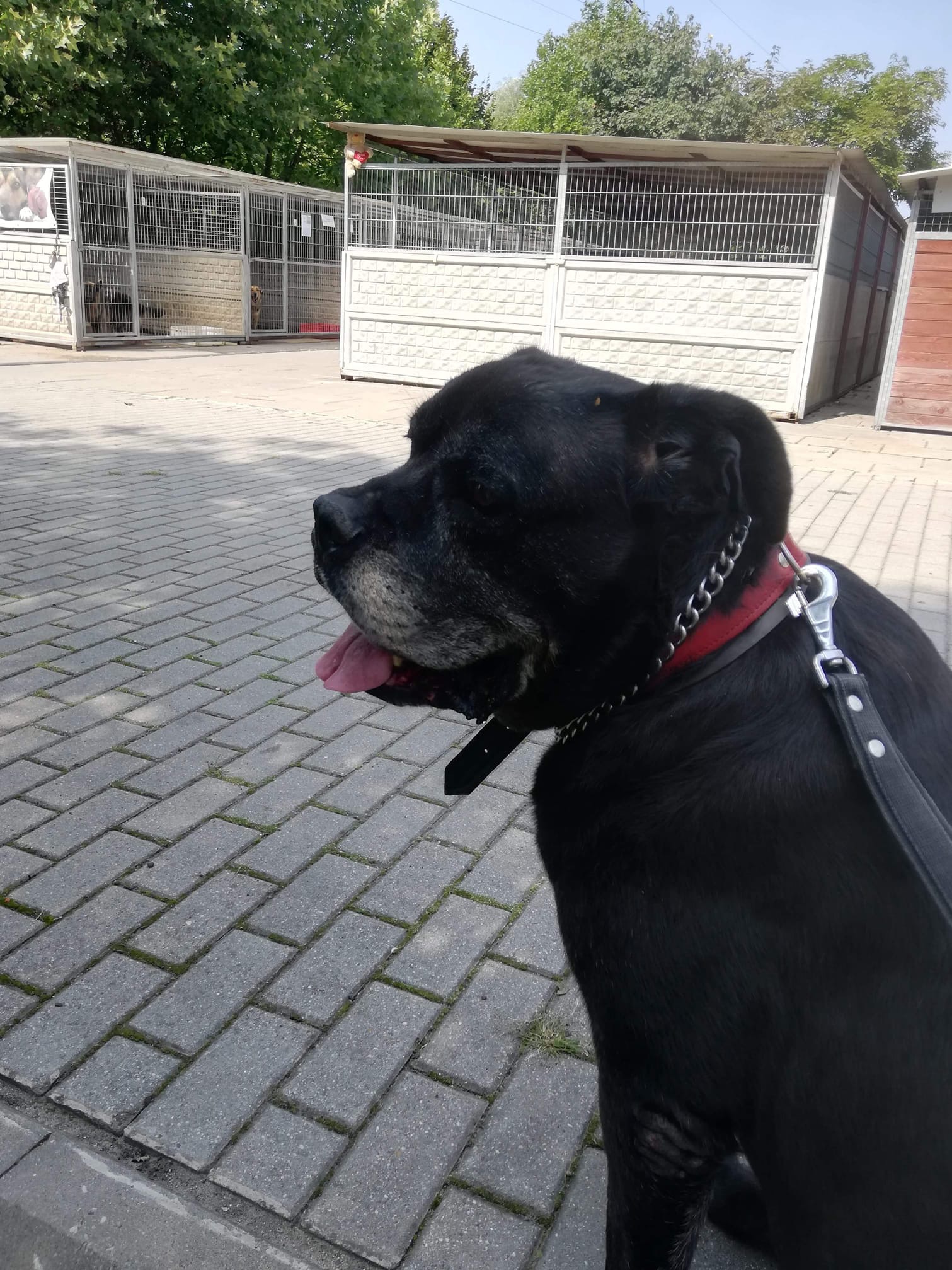 Nowa sunia na pokładzie - 11 letnia babcinka oddana przez właścicielkę do schroniska ?nóż w kieszeni się otwiera !!