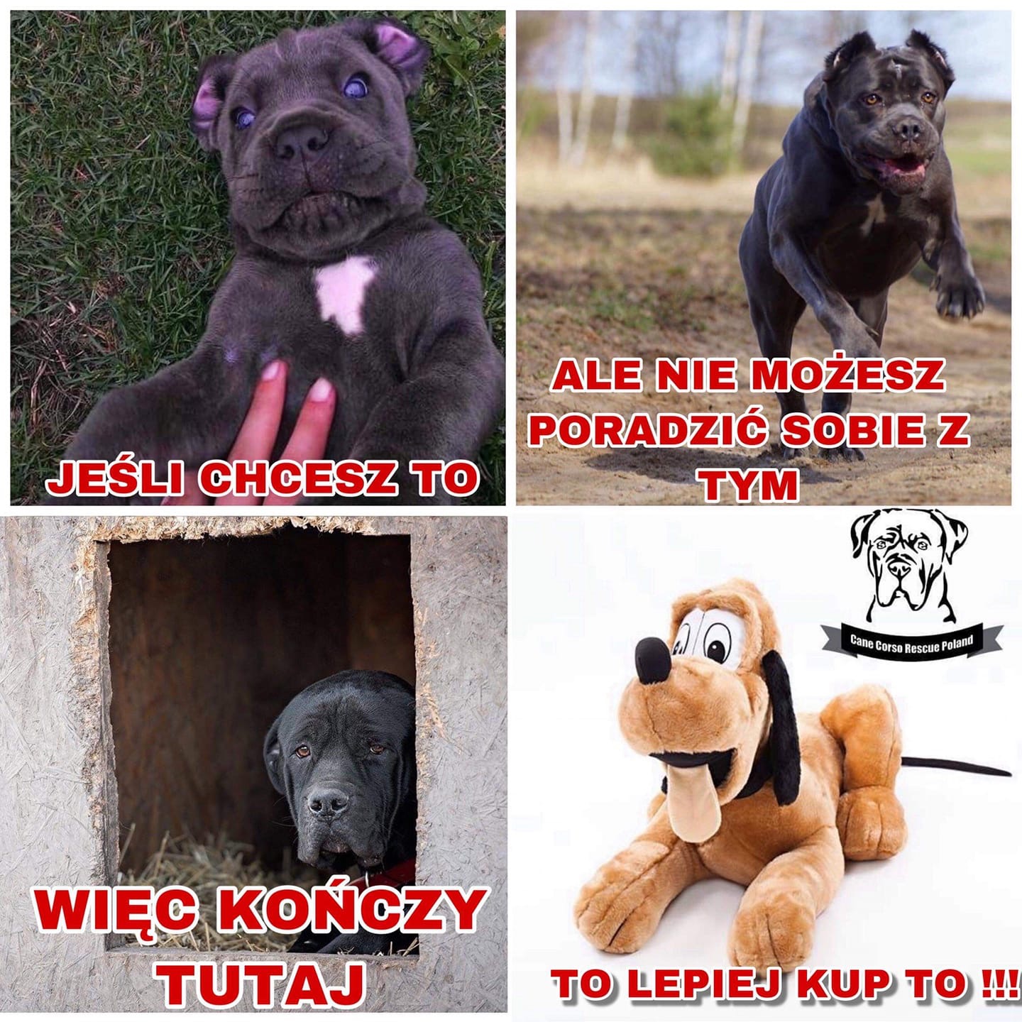 Nie bądź łosiem i cebulakiem ... włącz szare komórki ??