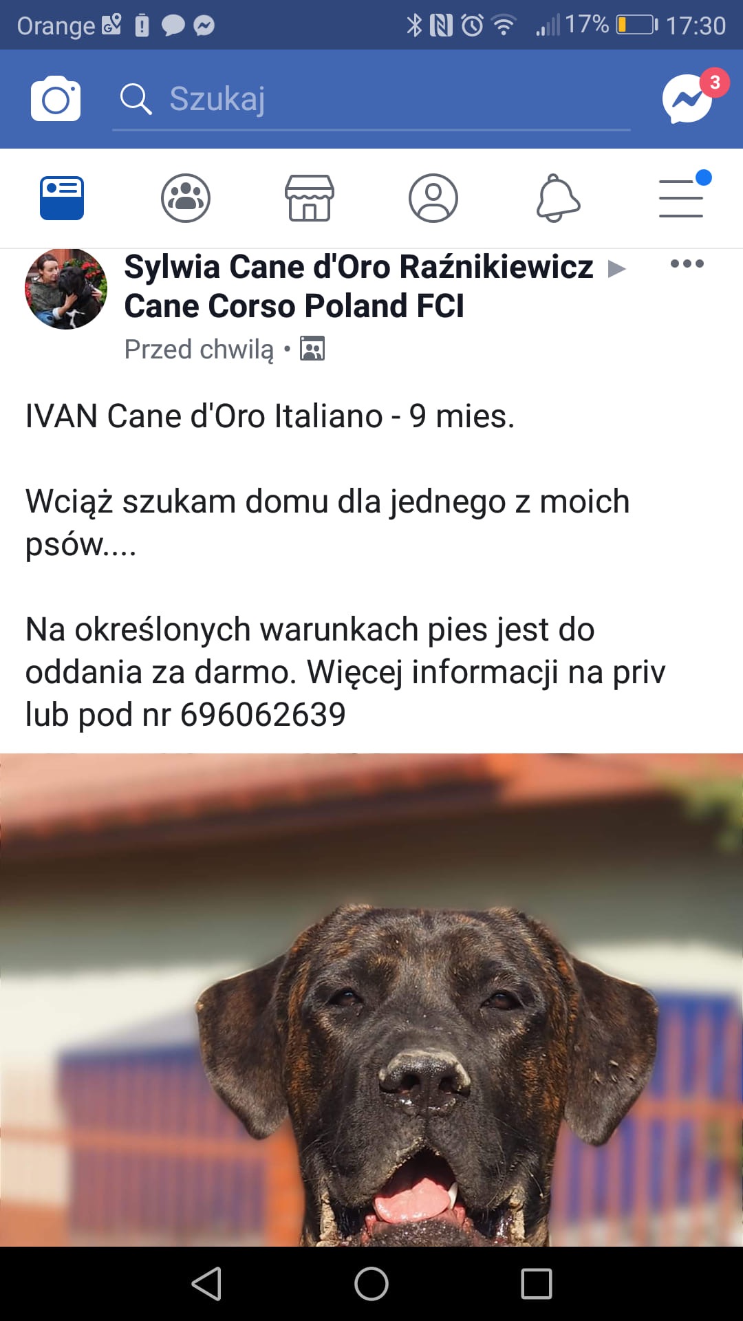 Do adopcji Ivan 9 miesięczny z hodowli od Sylwii ??