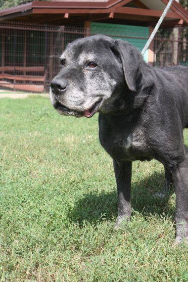 Alert czerwony !!! Taki kochany dziadzio przebywa w schronisku - Anioł nie pies ?❤️?