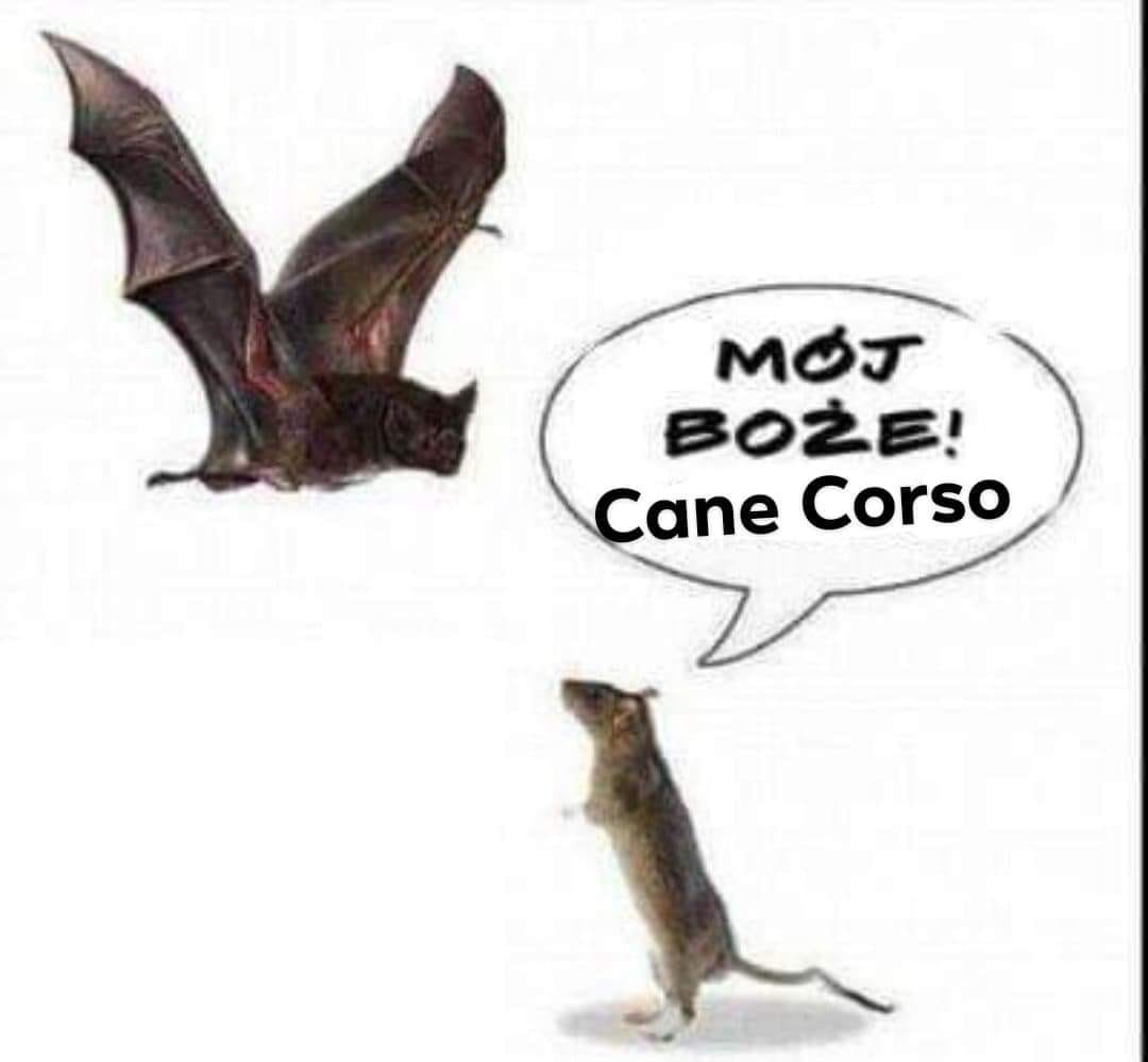 Lekka panika i zawał był u nas ???