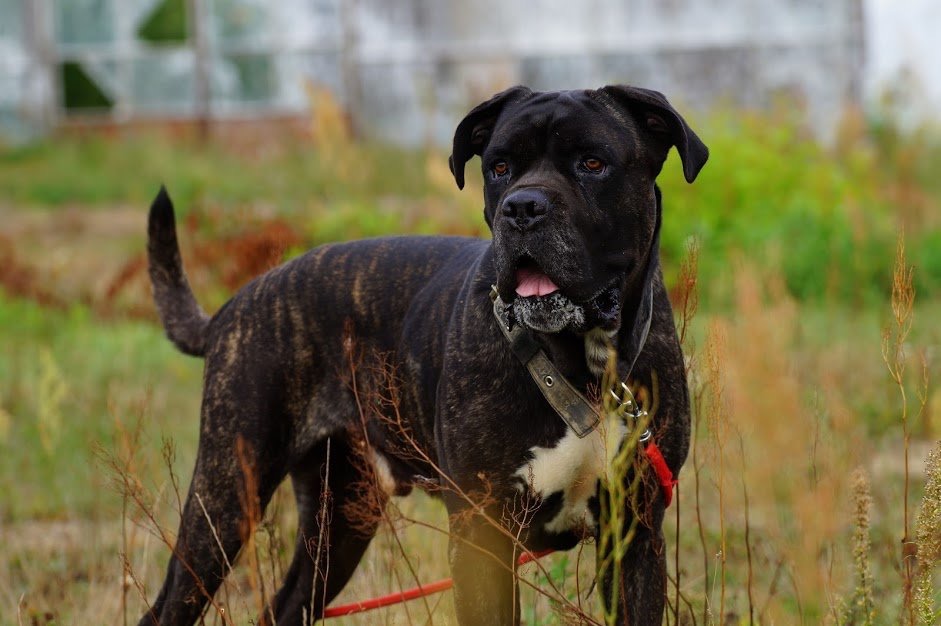 Cezary zwany Czarusiem szuka domku ?