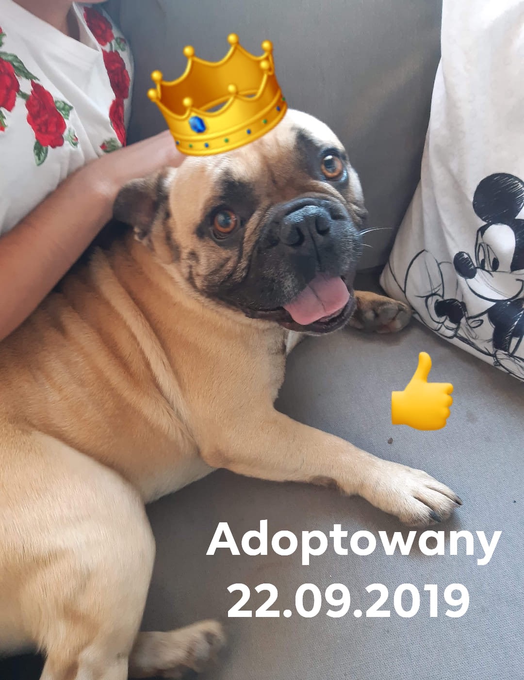 Król Arczi ? i jego człowieki ?