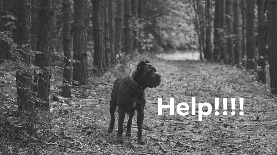 Kochani nasi psiaków nam przybyło i kolejny raz prosimy o wsparcie ?