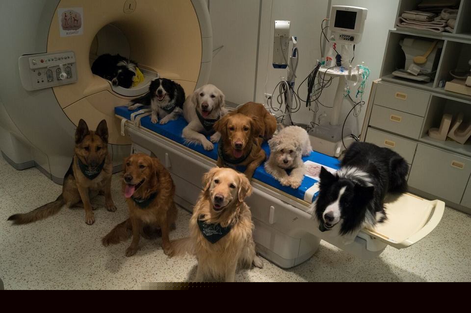 Uważajcie co mówicie przy swoich piesełach ? wszystko rozumieją ?