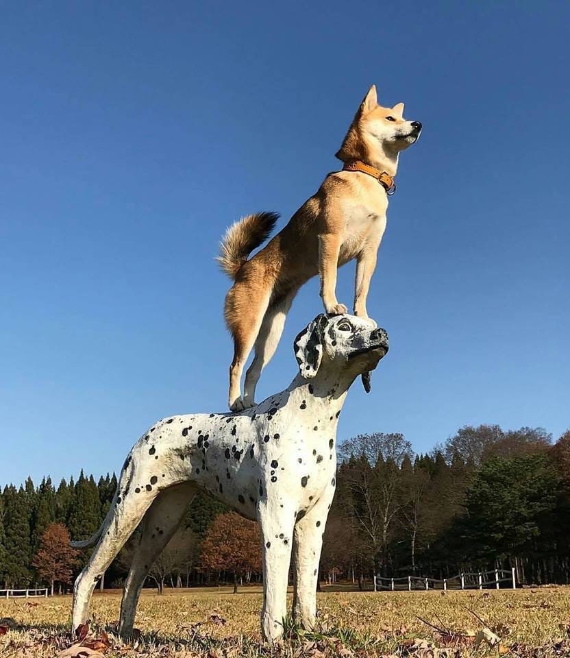 Kochani miłej nocy - karaluchy do poduchy i pamiętajcie że nasze psiaki czekają na Was , na Wasze domy ?❤️?