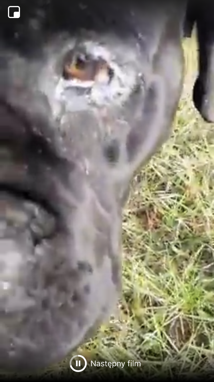 Uzi !!! Ropa leje się z oczu , szyja z ranami po łańcuchu