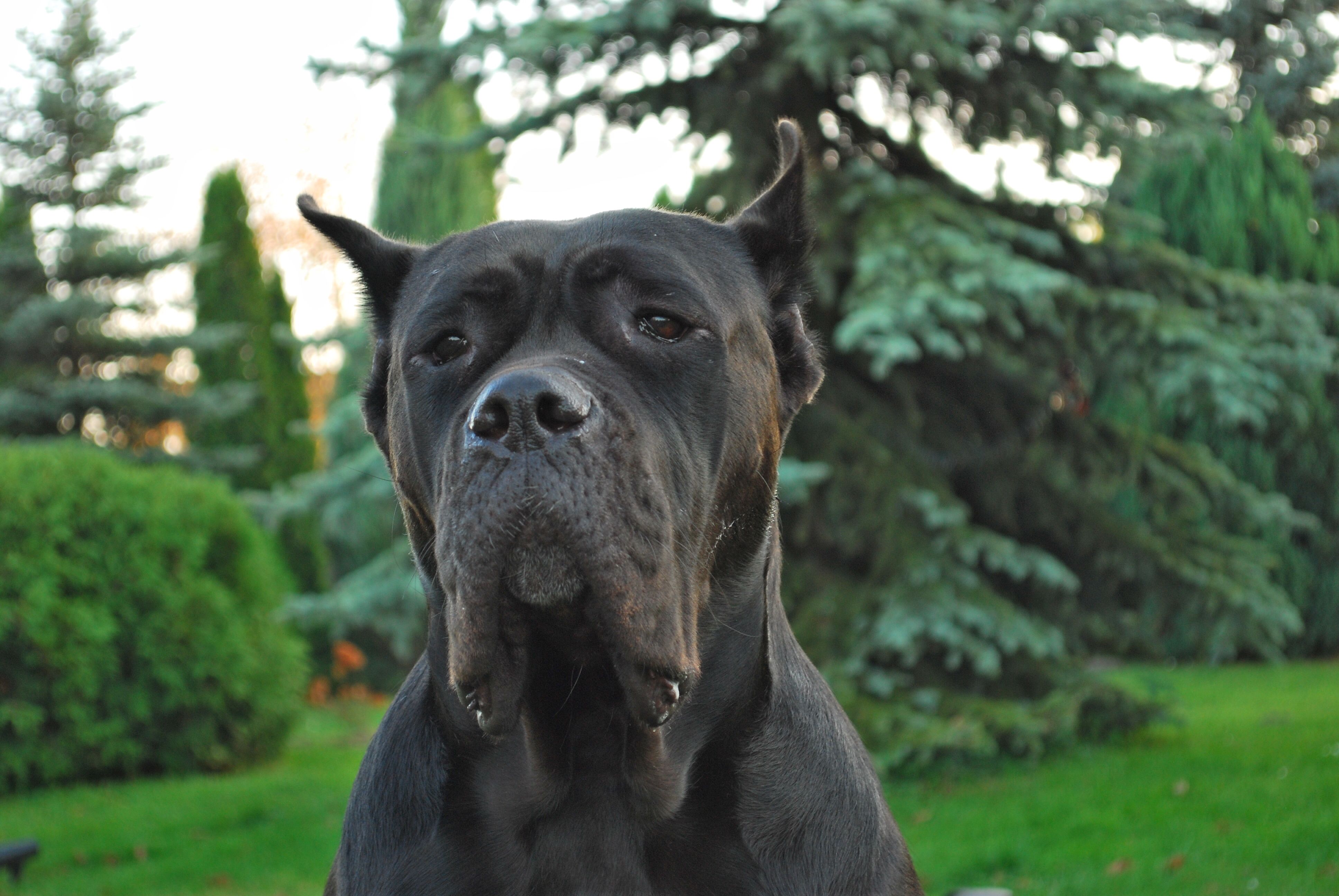 Trening z psem ? Tylko pozytywne metody  ... ?