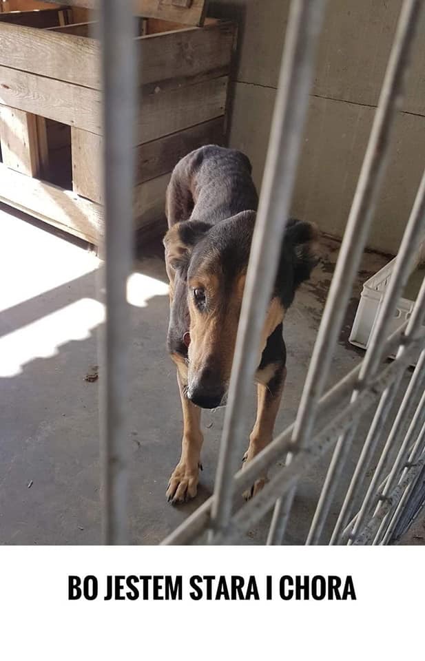 Lucynka ...tak przerażonego psiaka jeszcze u nas nie było ?