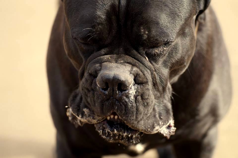 CANE CORSO- to nie jest słodki miś dla każdego.