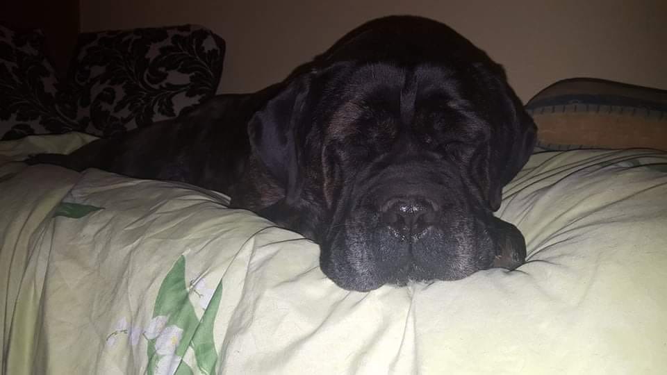 Dzisiaj dotarła do nas Kiara - 7 - letnia sunia ❤️