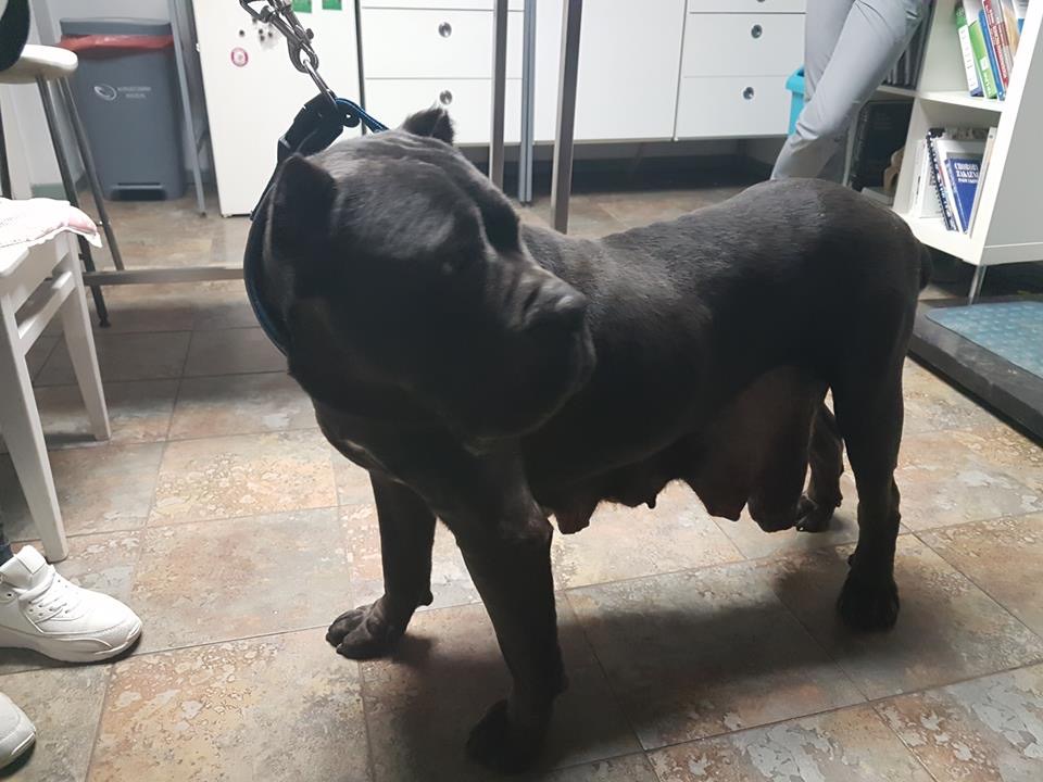 Mówimy STOP PSEUDOHODOWLOM !!!! 