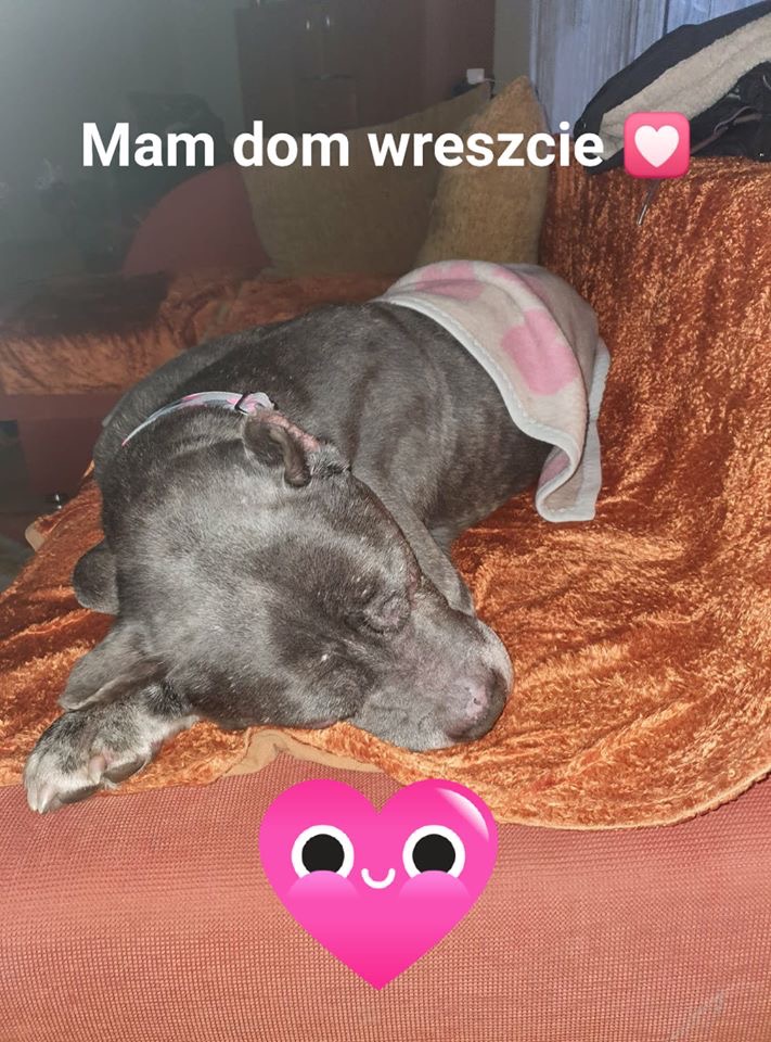 4 stycznia - to dziś Arguś mimo ciężkieg o stanu odnalazł swój dom ??