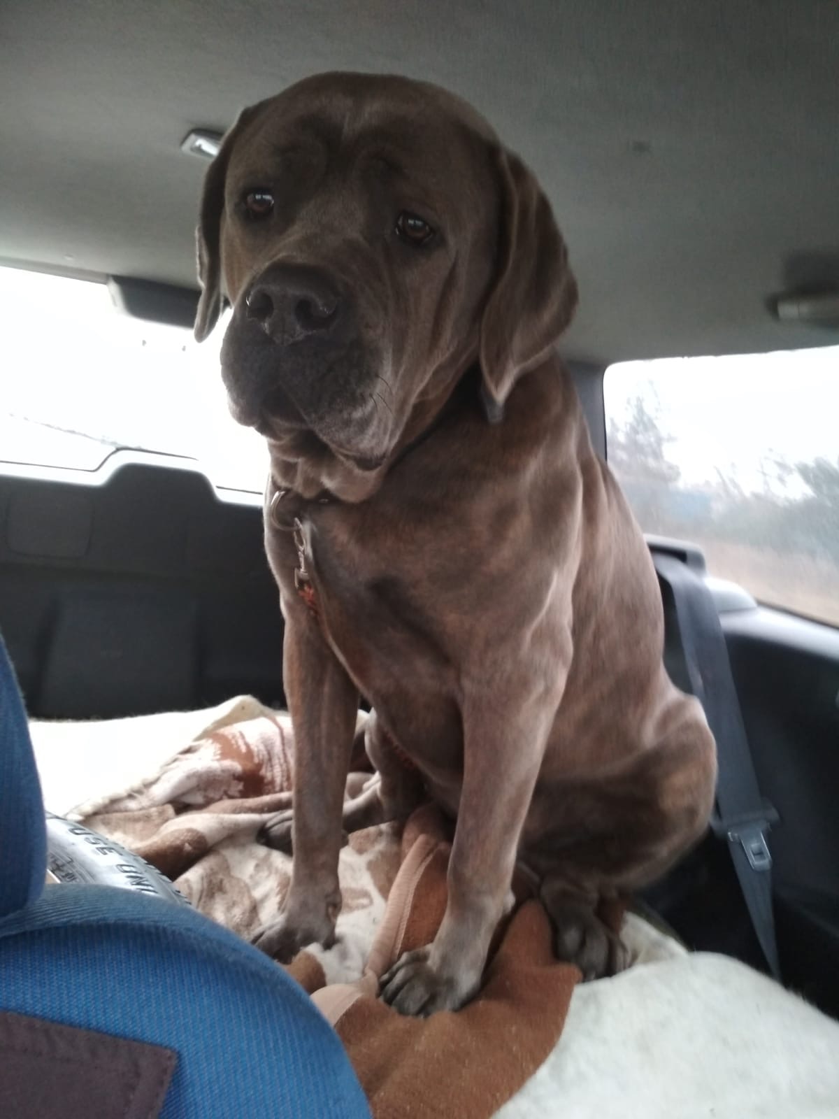 Banan - przyjechał bo już nikt go nie chciał ... bo to , bo sio , bo wio ... ach skąd w niektórych ten brak serca  ?