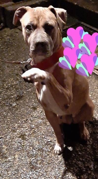 Ami - czekała w schronisku w Kolnie - teraz pod naszymi skrzydłami ??