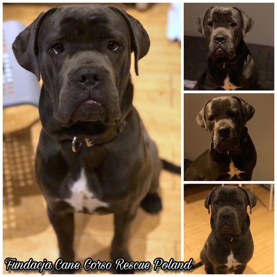 Balu - błękitek z hodowli - przerażone psie dziecię ? 