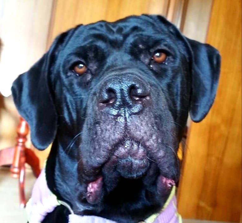 Furi - przybyła do nas 5-letnia panna ?