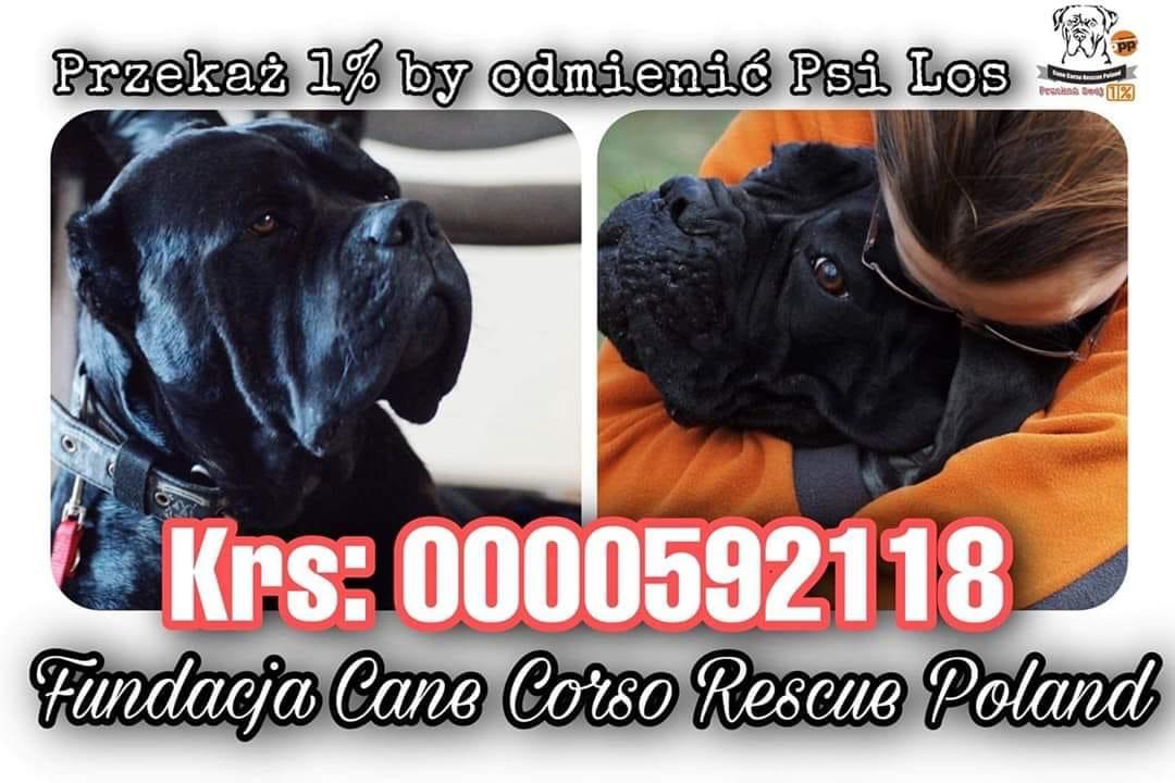 Kochani pamiętajcie że Pit- y możemy rozliczyć aż do maja ! Kto nas wesprze ???