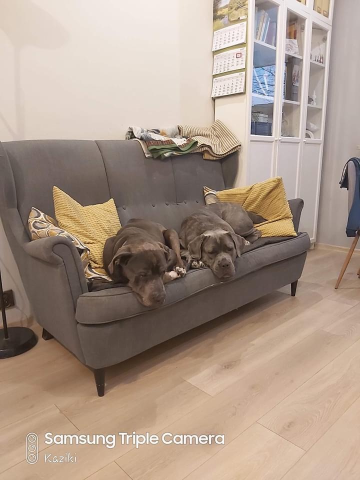 Rufi wyemigrował na Śląsk - nasz krupniok Kochany ❤️