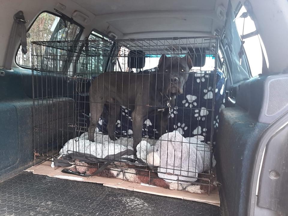 Pogryziony , wycofany dla życia  ... taki jest  Toro ?????