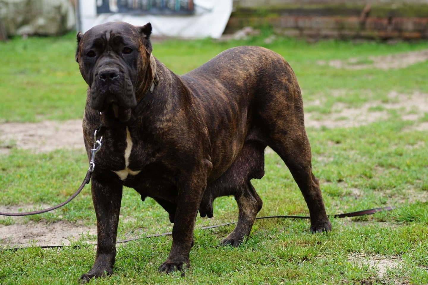 Shira - powolutku otwiera się na świat - Ivanek uczy ją psiego życia ❤️