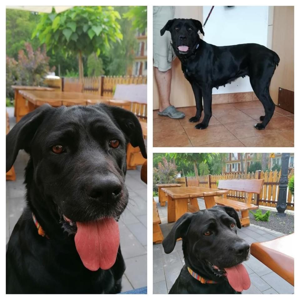 Gloria  - 6 letnia sunia przybyła prosto ze schroniska w Puławach 