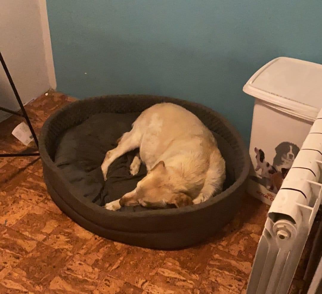 Kania - ciąg dalszy historii znalezionej suni ?