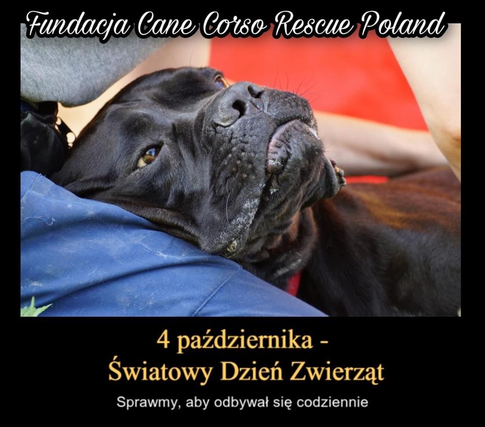 Światowy Dzień Zwierząt ❤️