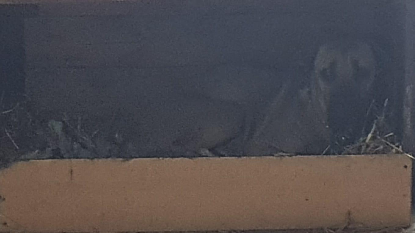 Szatan ... czyli jacy okrutni potrafią być właściciele ?