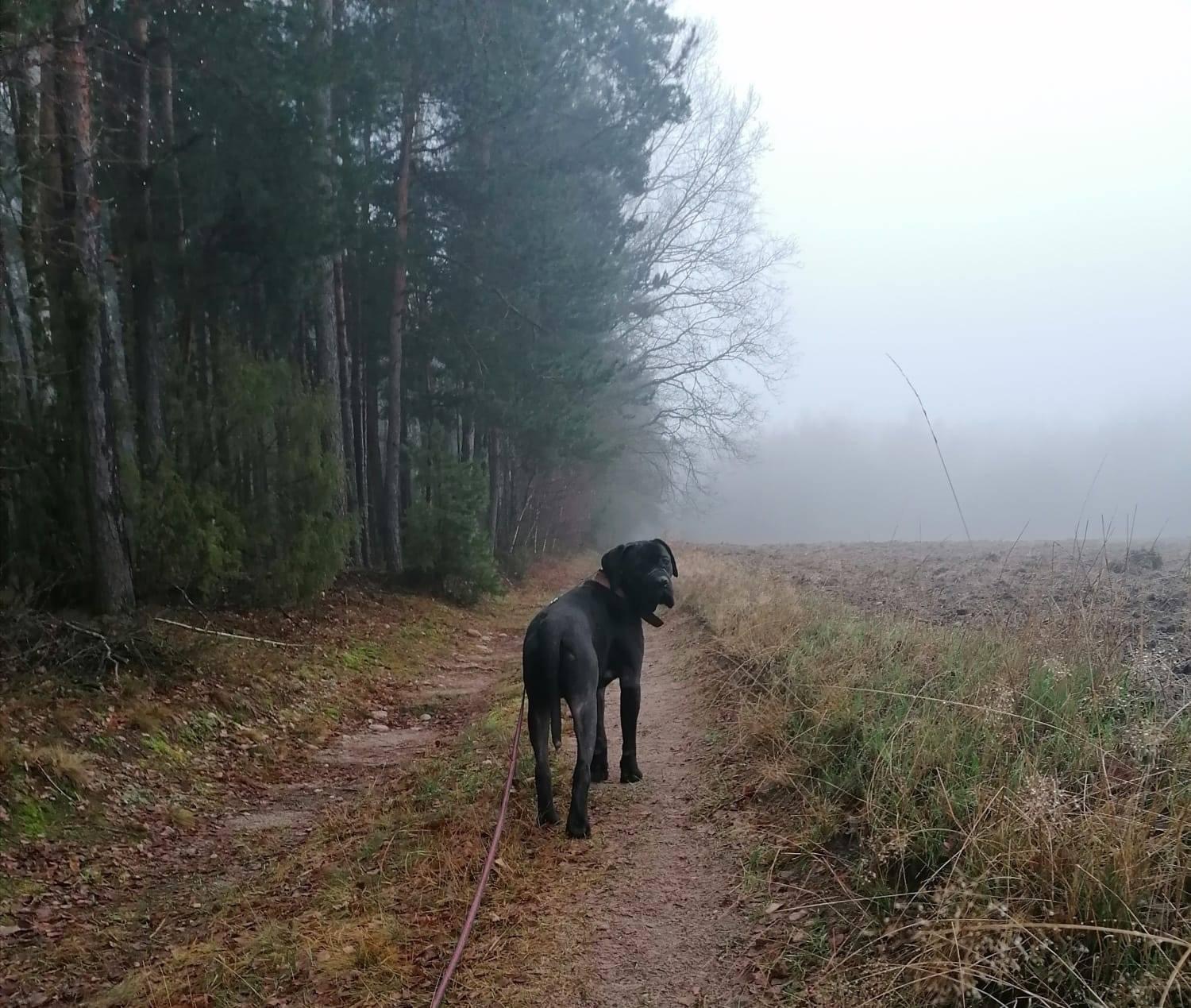 Dragon - cud przedświąteczny ???‍♀️ Dobra więcej nie napiszę ... w język się ugryzę 
