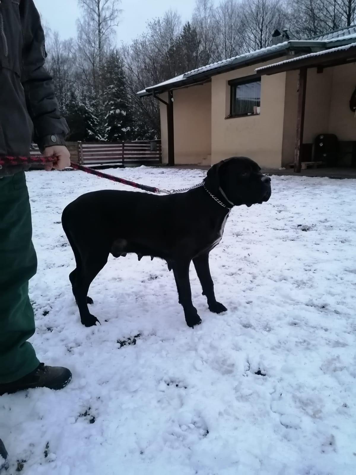 Mika - dziewczyna  Alusia ❤️ A tak naprawdę  kolejna sunia , maszynka do robienia szmalu ...?