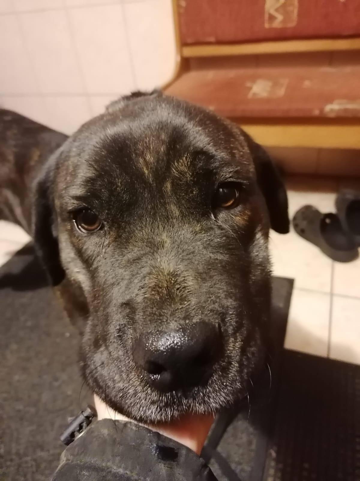 Neli - roczna sunia dotarła do nas z północy Polski ?