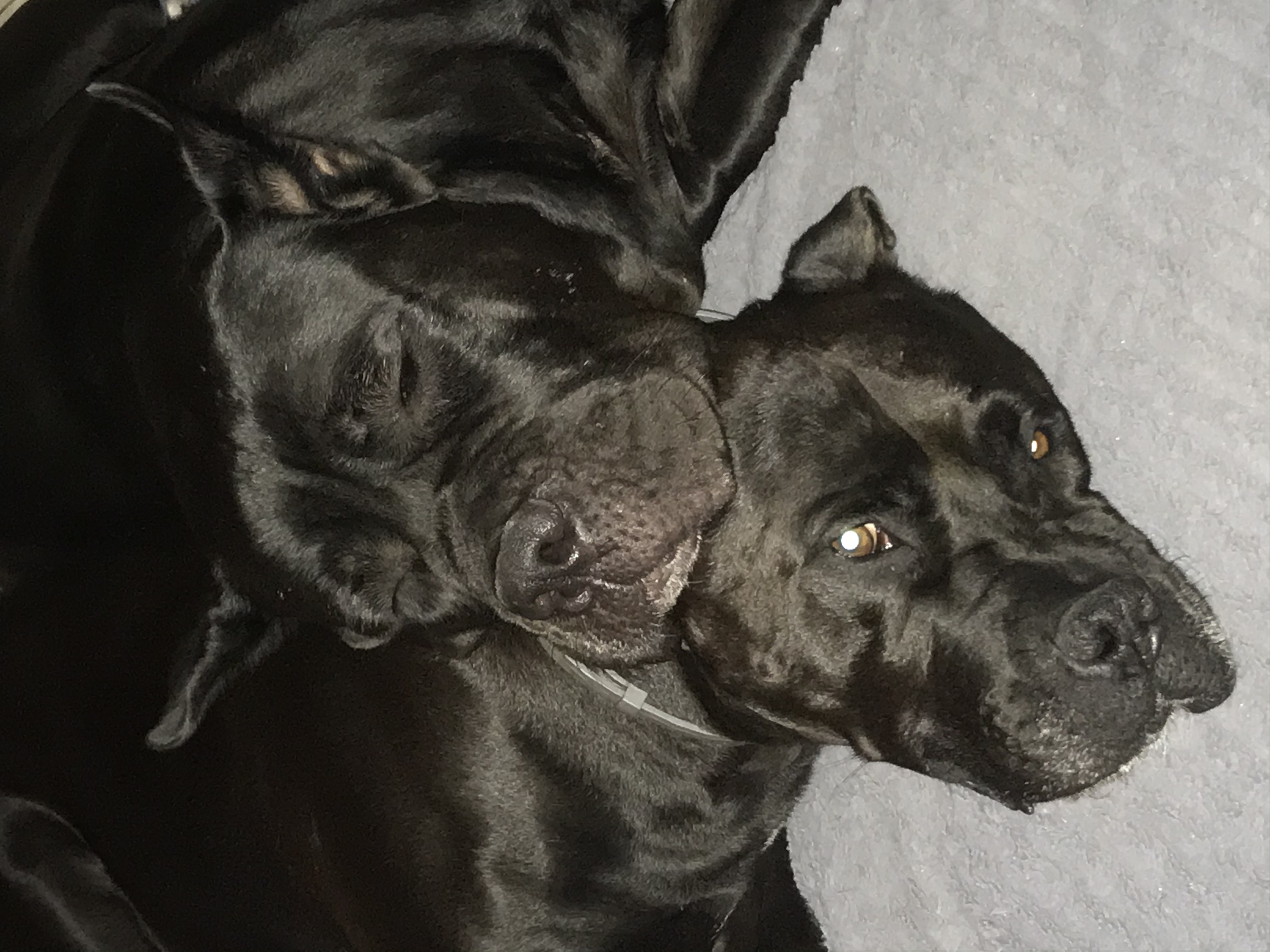 Już więcej nie krzycz na psa. Naukowcy zbadali, jak nasi pupile emocjonalnie reagują ?