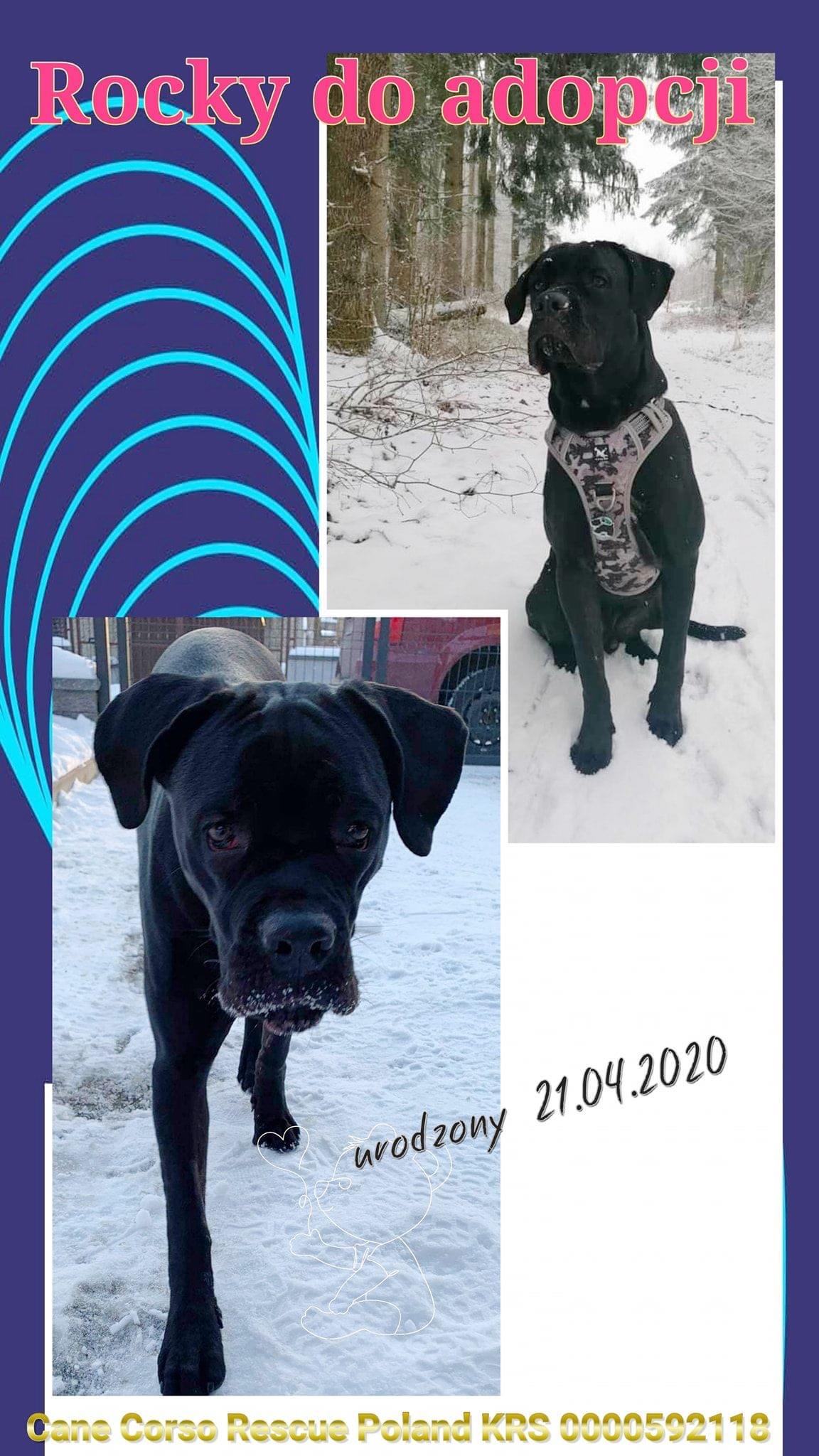 Rocky - 9 miesięczne psie dziecię ❤️?