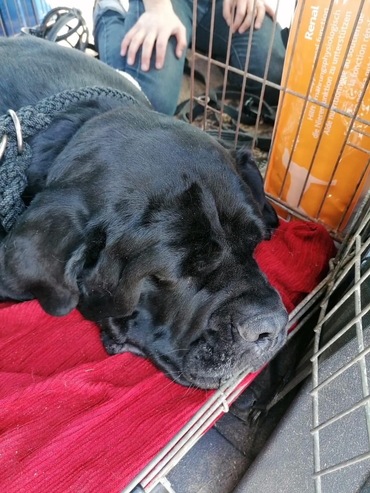 Greta - piękna , mocna sunia której świat się zawalił ?